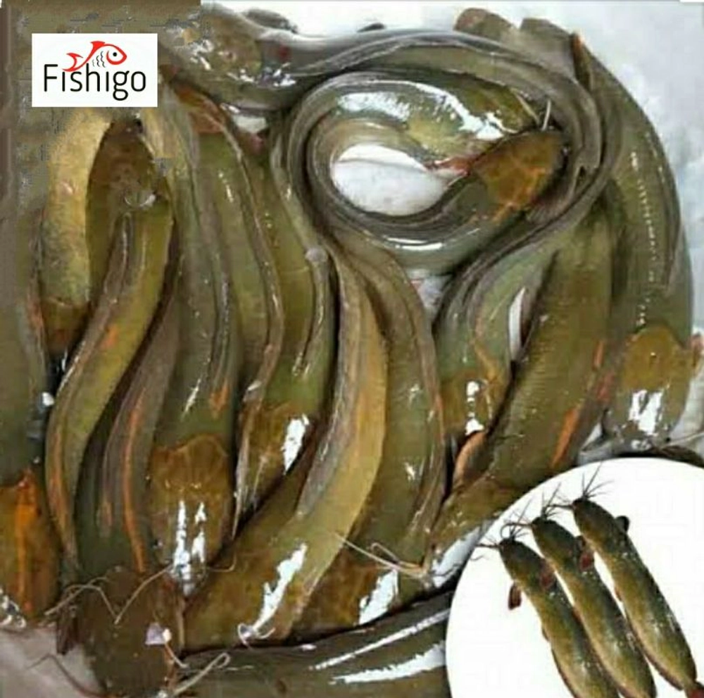 buy-magur-maach-live-fish-price-per-kg-on-gross-weight-online-from