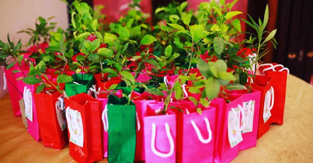 Return Gift Plants in Chennai Cheapest Price Plants for Return Gifts