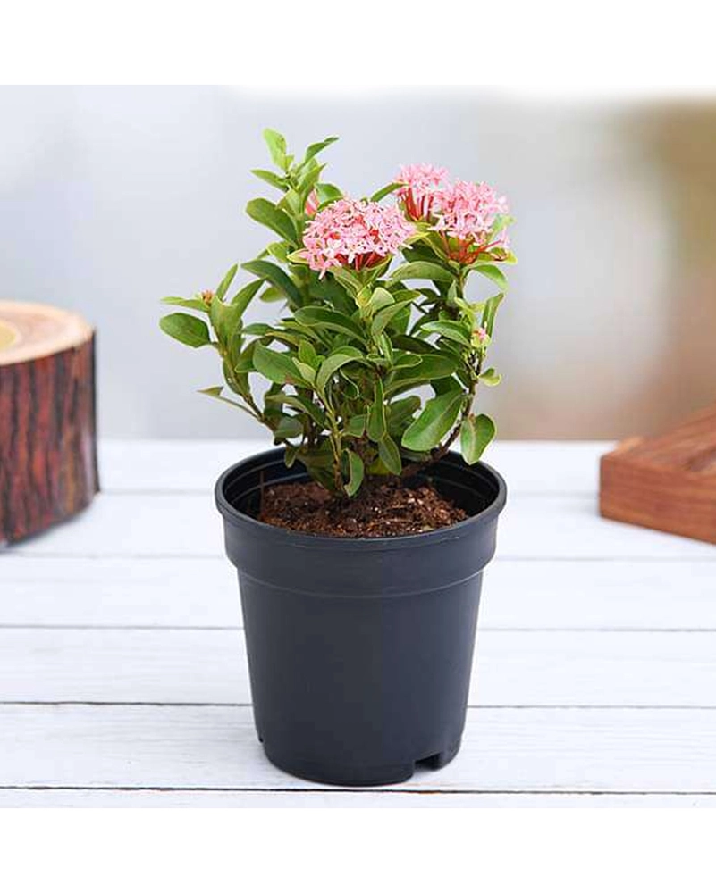 Ixora Mini Plant Pink Idly Poo Plant MyOwnGarden Agri Products ixora-mini-plant-pink-idly-poo-plant-myowngarden-agri-products
