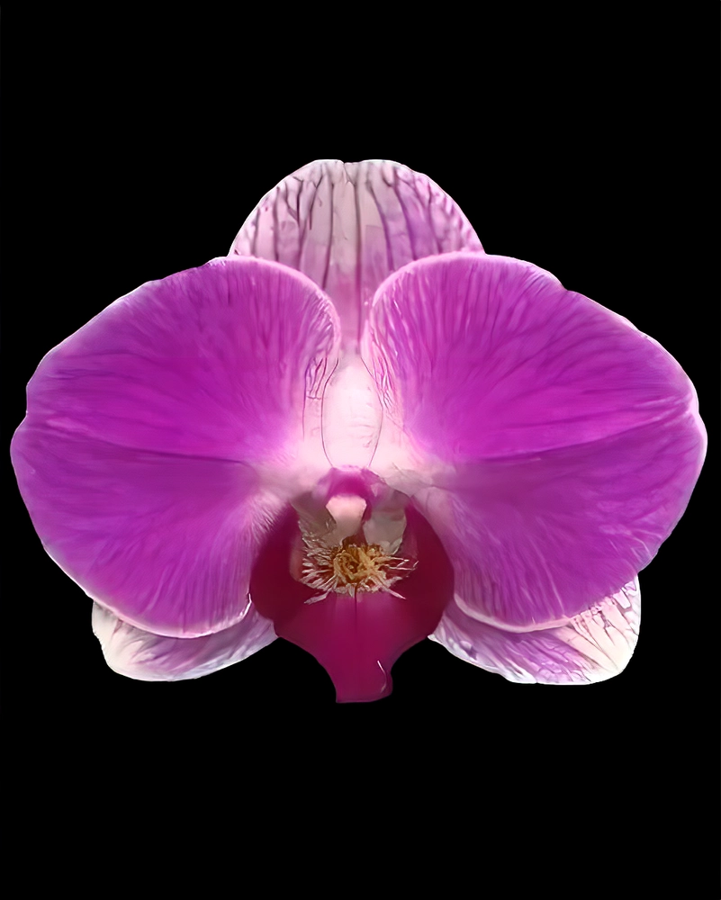 Phalaenopsis Orchids Hybrid KV165 Panda Without Flowers - Divine ...