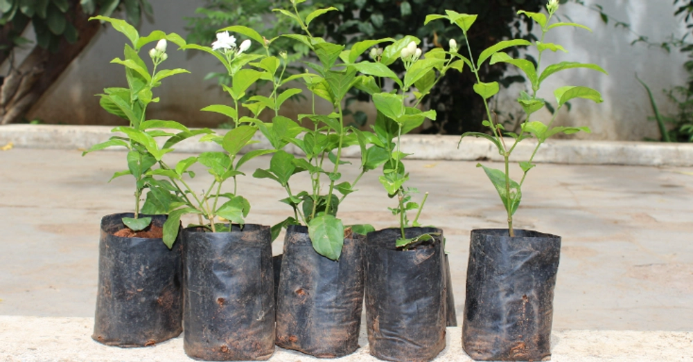 Buy Plants in Chennai Reasonable Price Nursery in Chennai