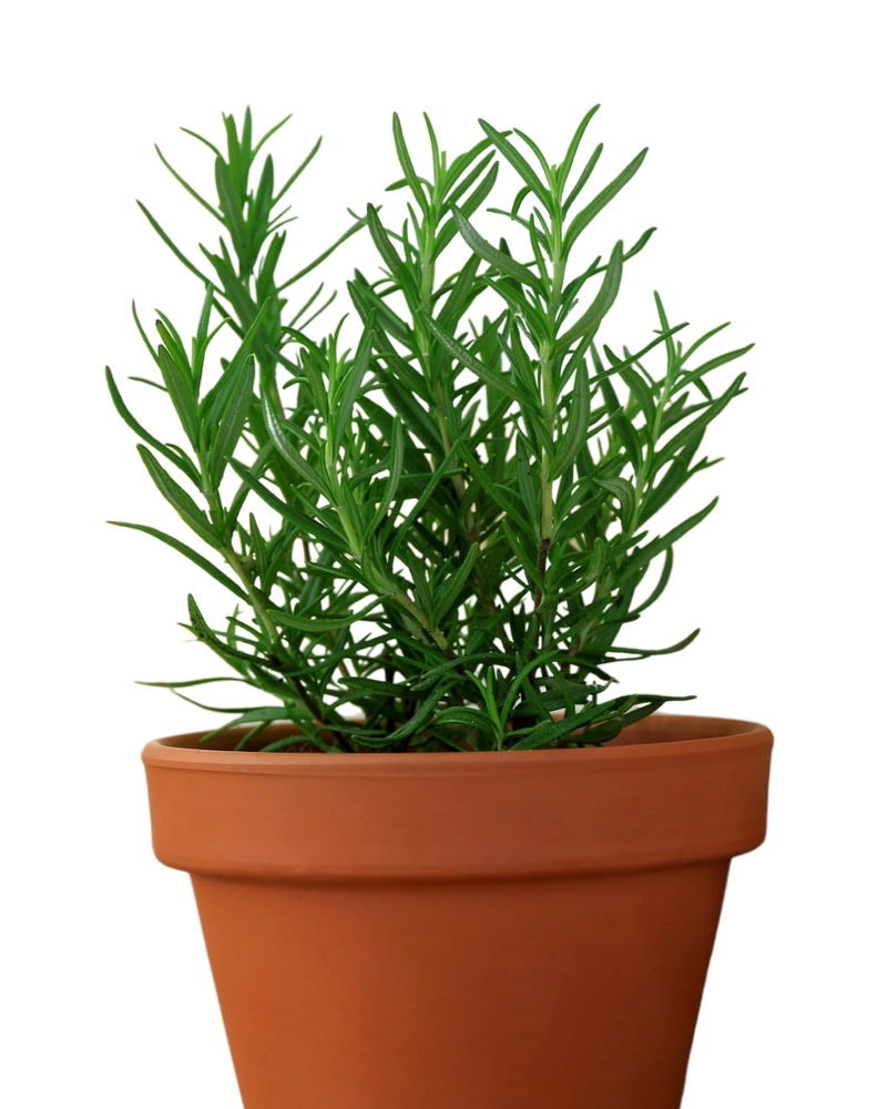Buy Rosemary Herb Plant Online in Delhi NCR Fresh and Aromatic Herbs