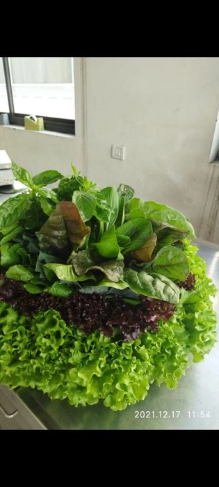 Salad Bouquet (30 Live ðŸŒ±)