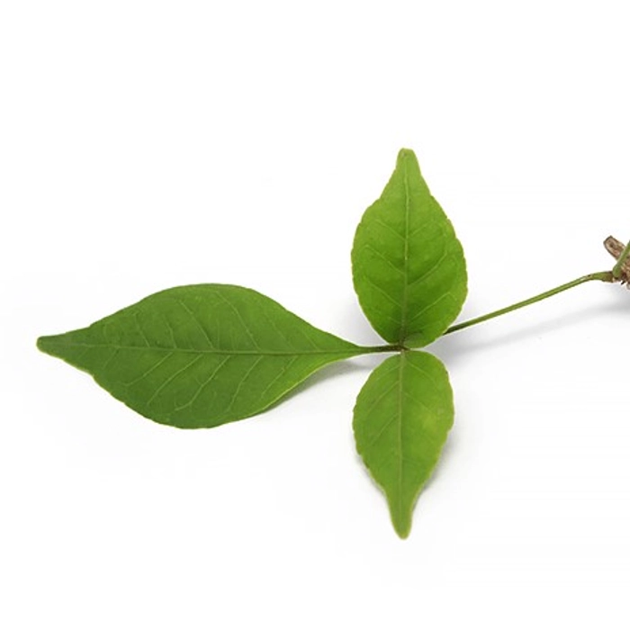 Bel Patra Leaves Mumbai Florist HUB