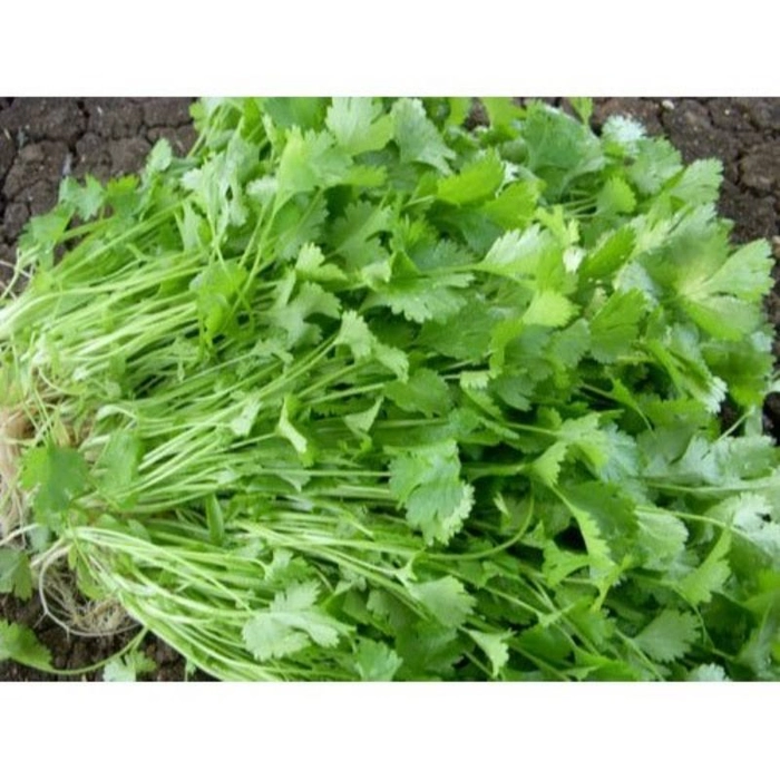 Coriander Leaf -green