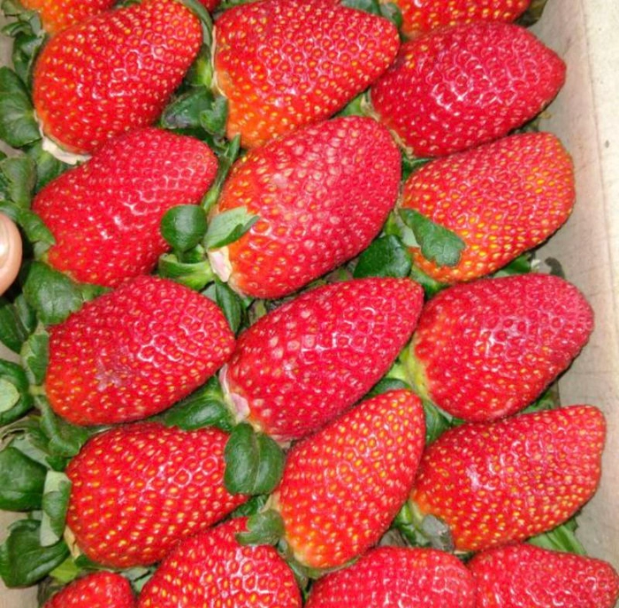 strawberry(स्ट्रॉबेरी)