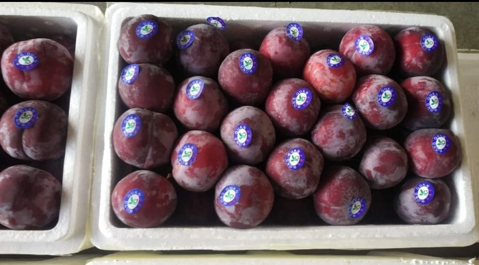 Plum (पल्म)