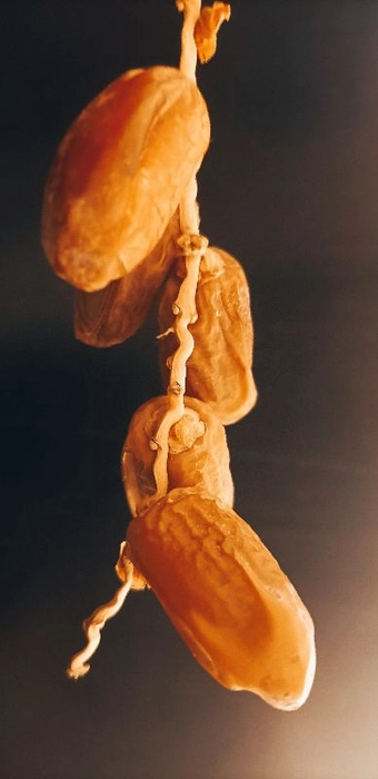 Branched Dates