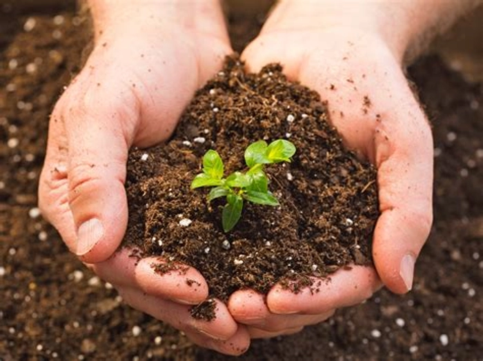 Soil for Plants