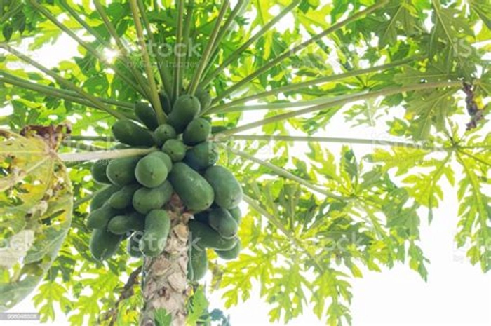 Raw Papaya