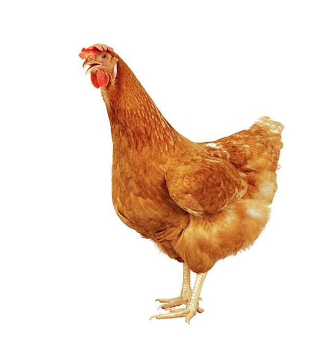 Chicken Live Full