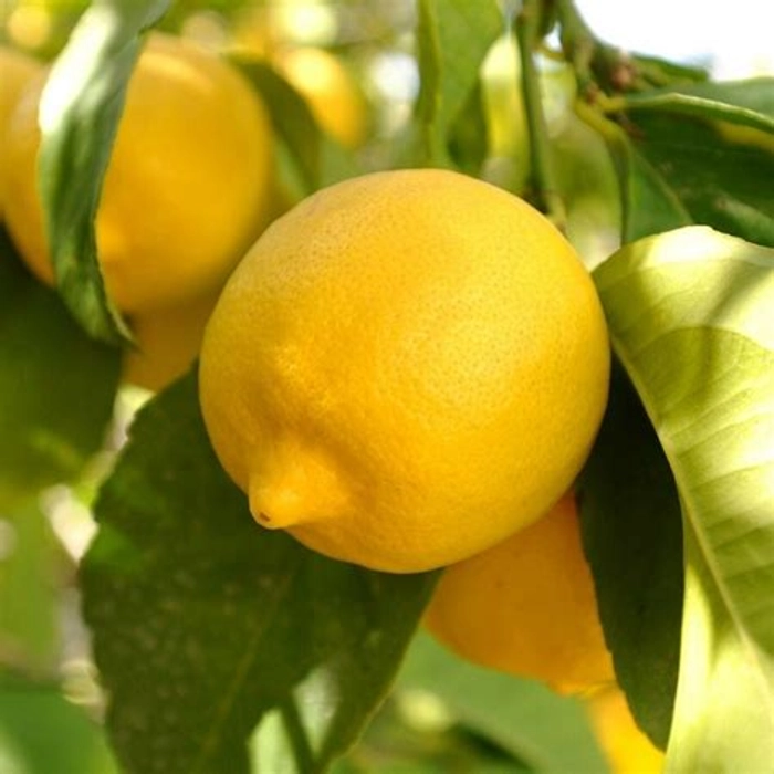 Lemon (Nimbu)