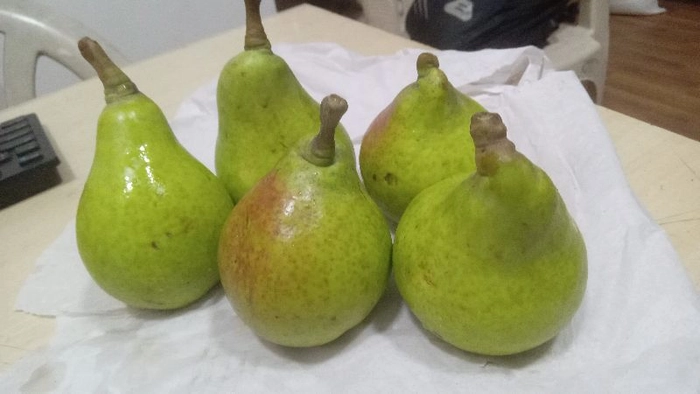 Pear (South Africa)
