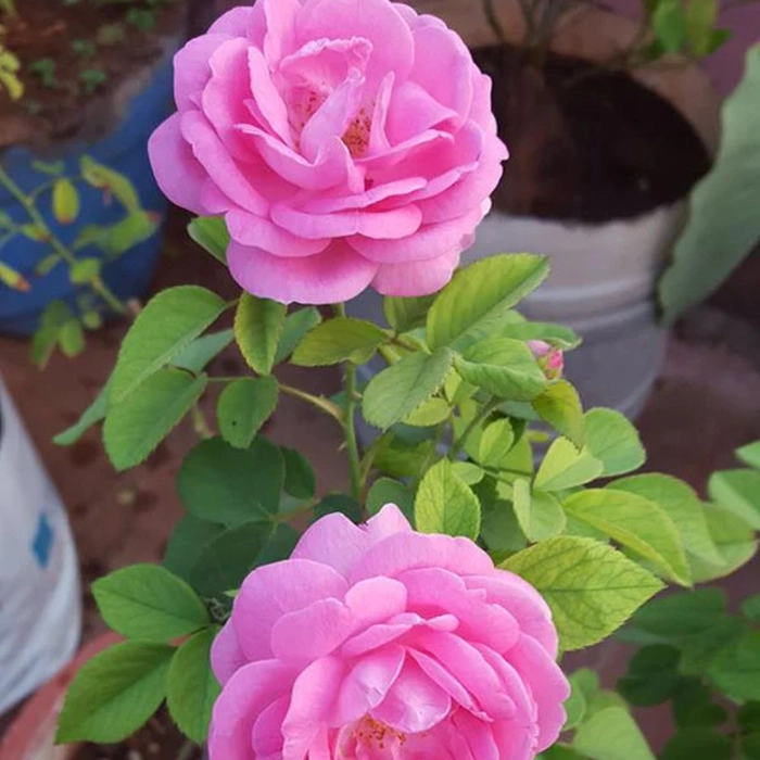 Shop Online For Paneer Rose Plant Outdoor Flower Plants, 47% OFF