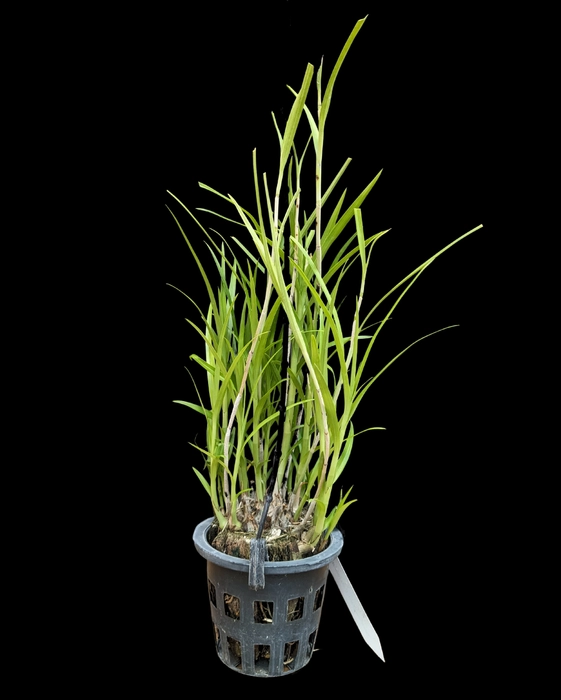 Exotic Orchid | Arundina Graminifolia (Dwarf) | Buy Now