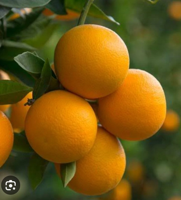 Orange Valencia