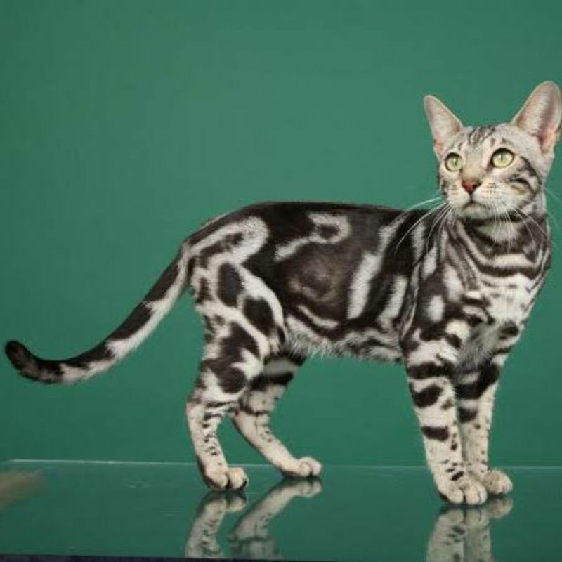 Marble Bengal Cat Price Snow Bengal White Marble Bengal Cat Utah