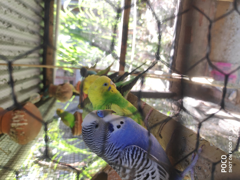 Macaw Shops That Sell Budgies Near Me Parakeet Nearest Parrot Shop