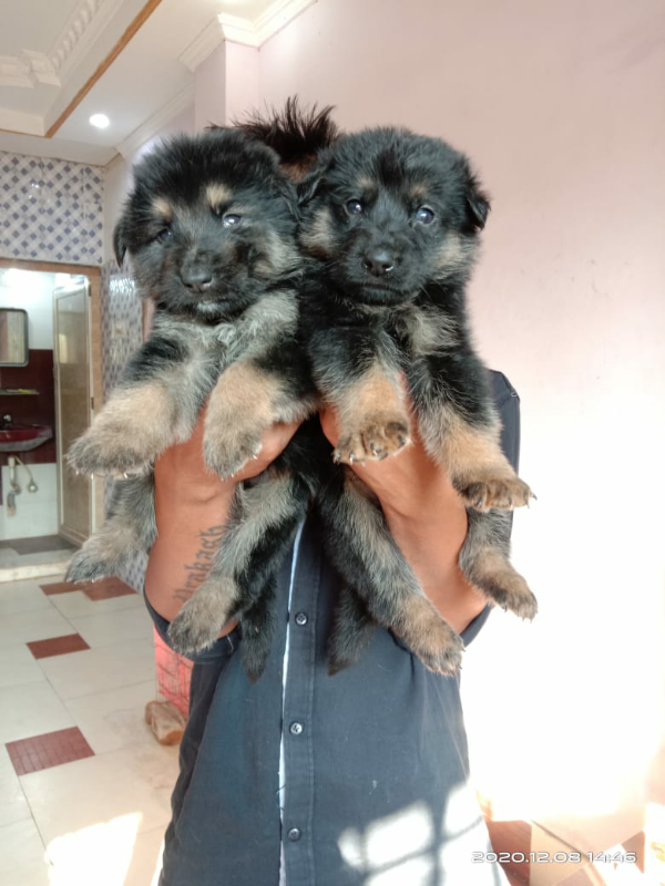 Puppies Original German Shepherd Double Coat Double Coat