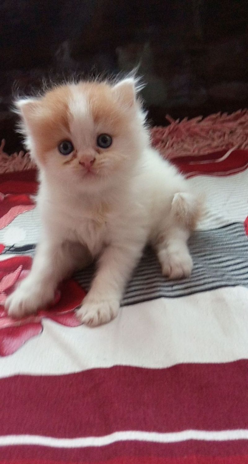 In India Persian Cat Online Price Susanne Herzog Educating A - Main Image