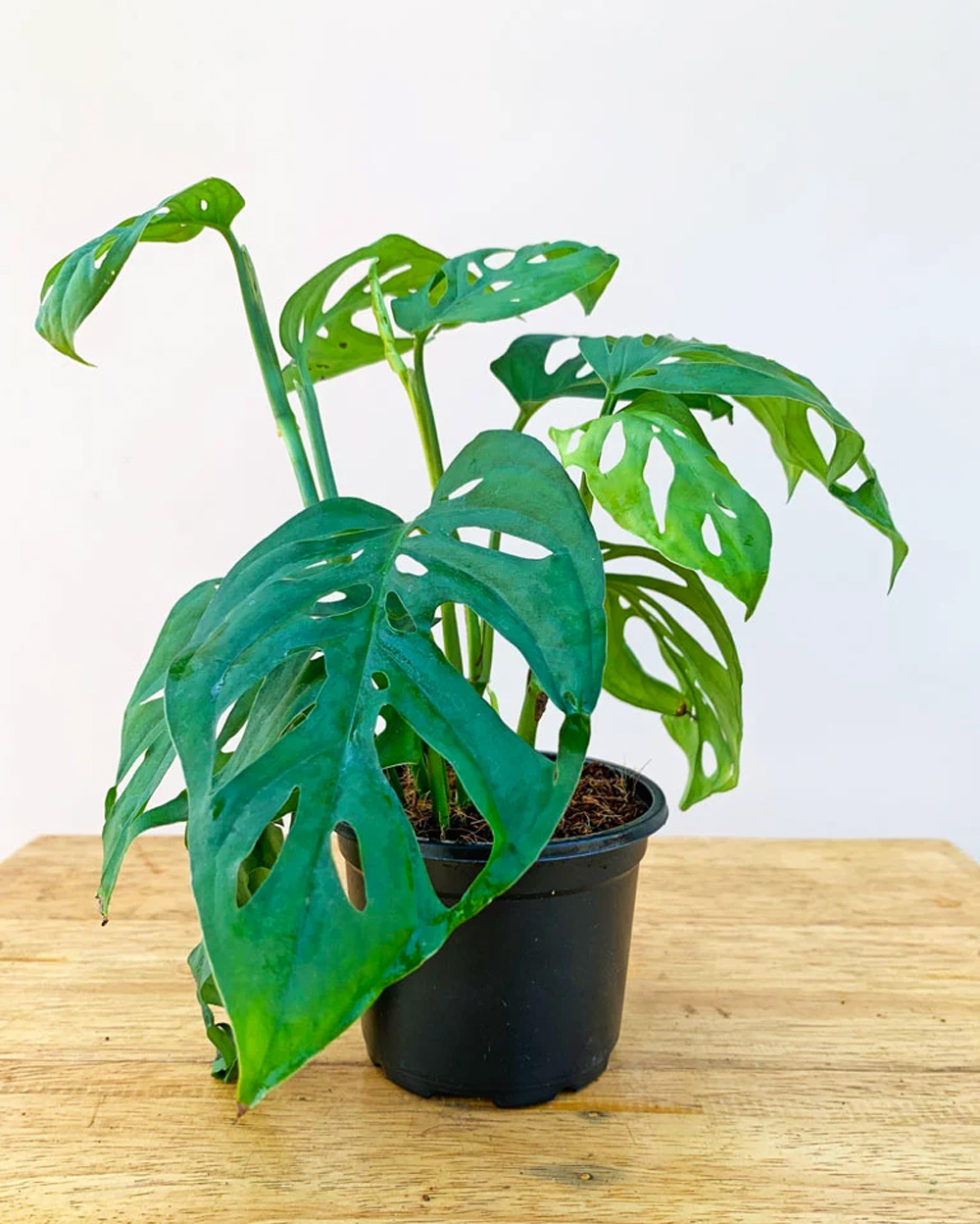 Broken Heart Plant - MyOwnGarden Agri Products