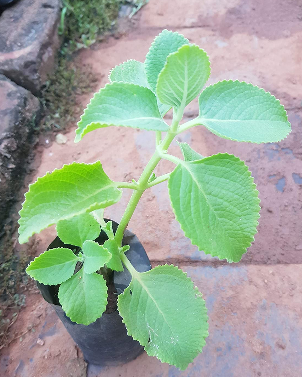 Karpooravalli Plant (Omavalli) ( கற்பூரவல்லி செடி ) - MyOwnGarden Agri  Products