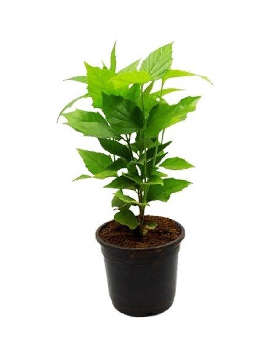 Pavala Malli Plant (With Nursery Cover) ( பவளமல்லி செடி ) - MyOwnGarden ...