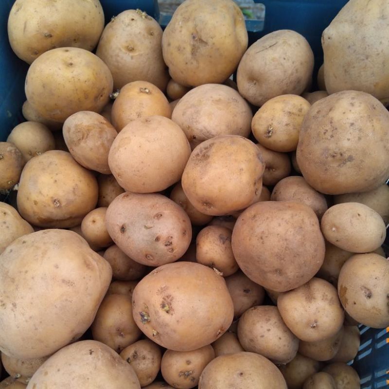 Buy Totato online from Vegetable Shop time for Home delivery from