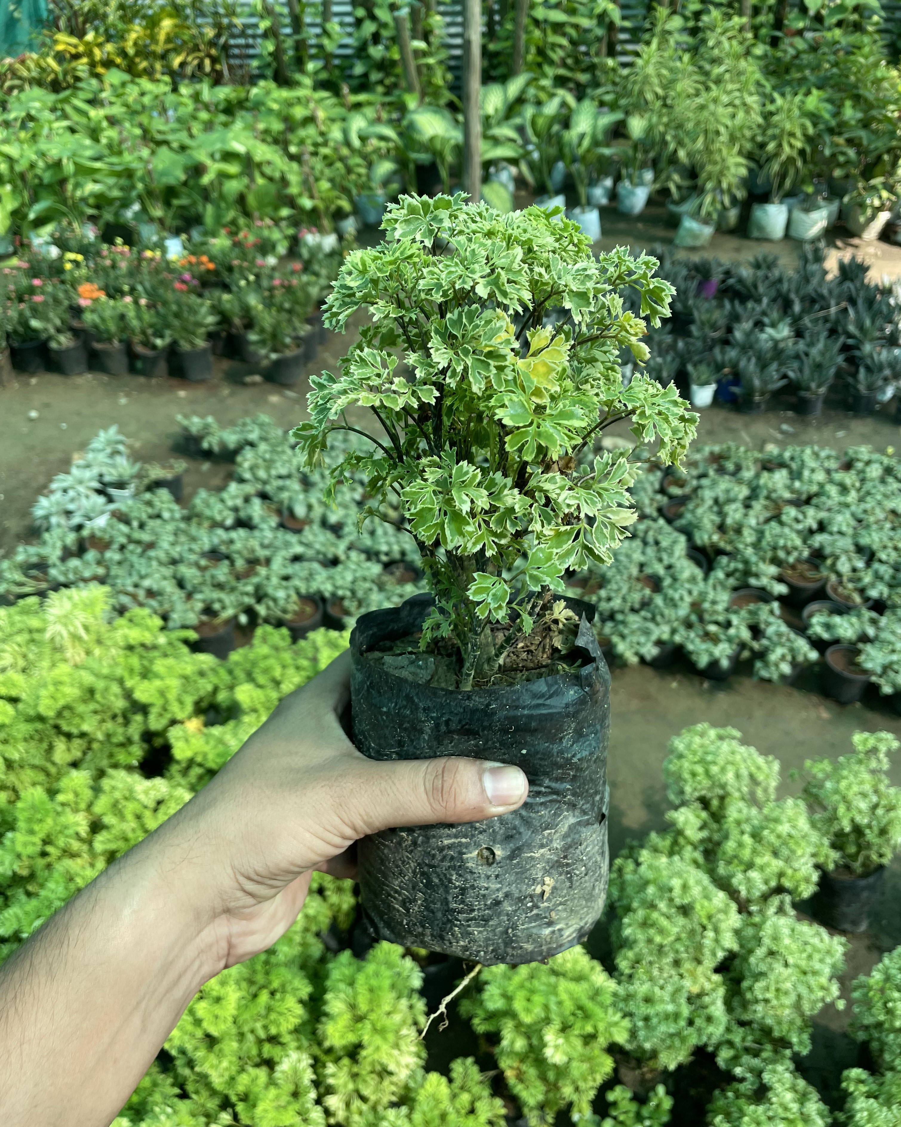 Aralia Golden Plant Online at Best Price with Home Delivery in Delhi