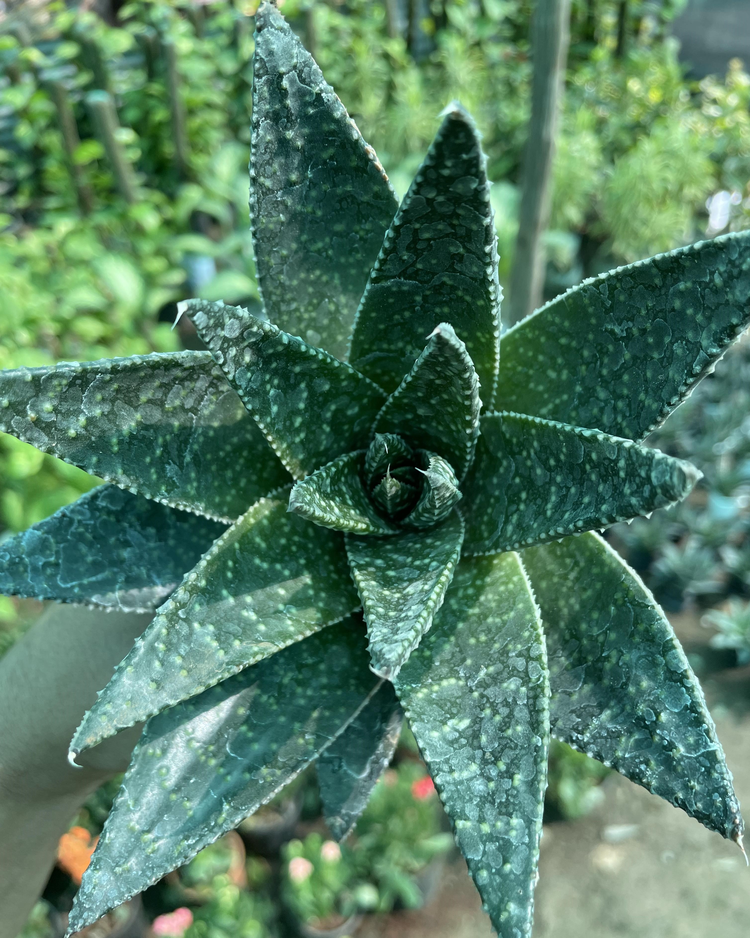 Haworthia Limifolia Succulent Plant Online with Home Delivery