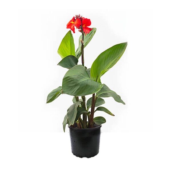 canna-1-pic-600x600-be57ee8f-