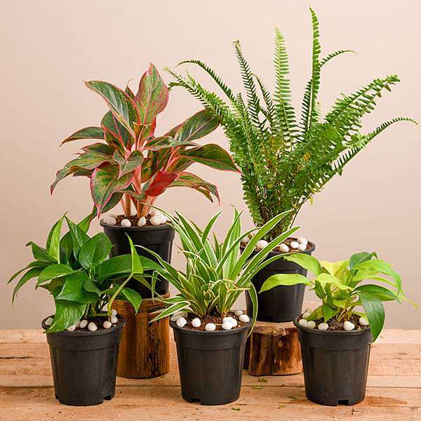 canes plants Dracaena Mass Cane Corn Plant Massangeana