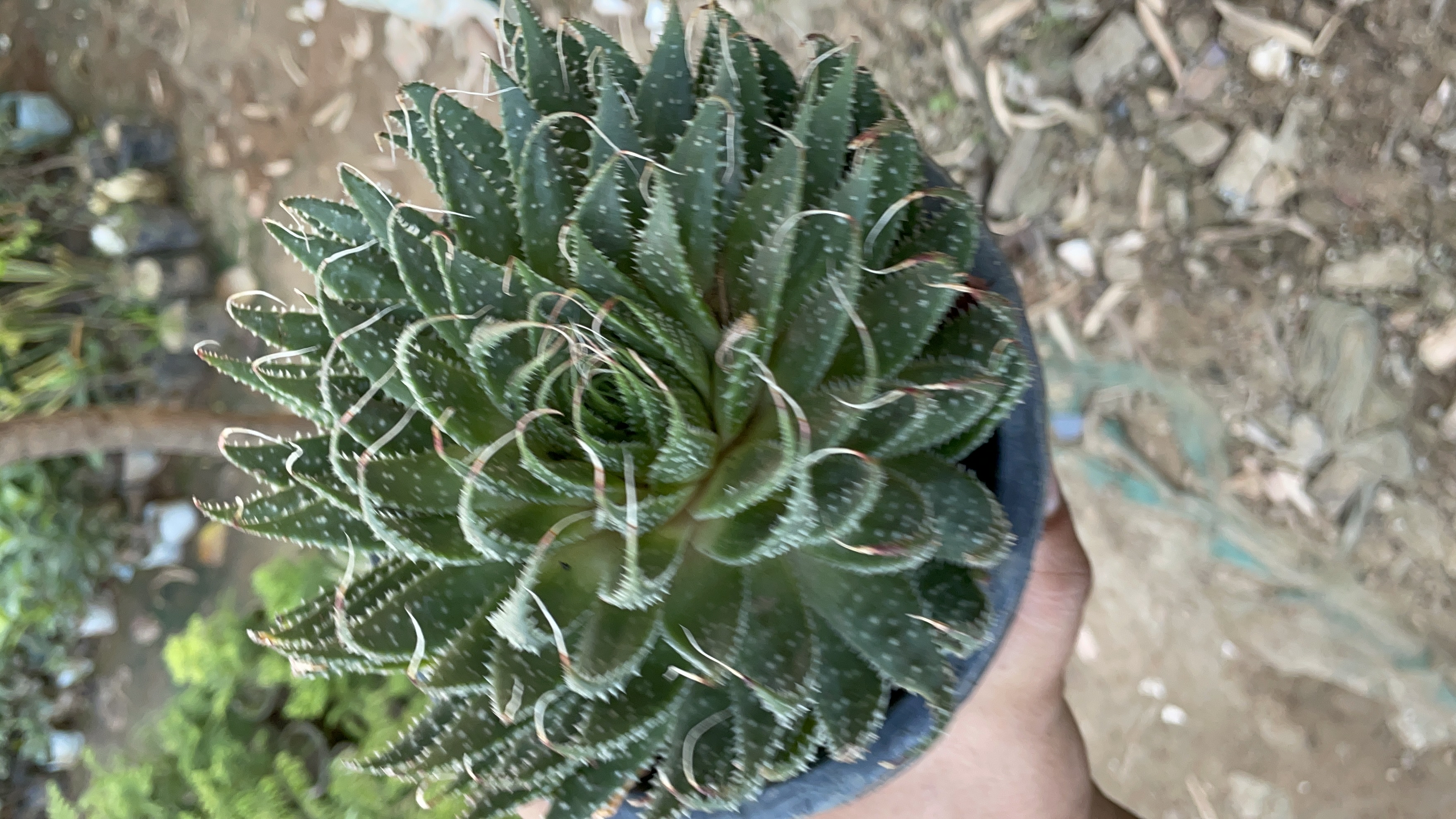 yellow aloe Aloe arborescens x ferox 'Tangerine': Hardy Winter Blooming Succulent   Bonte Farm