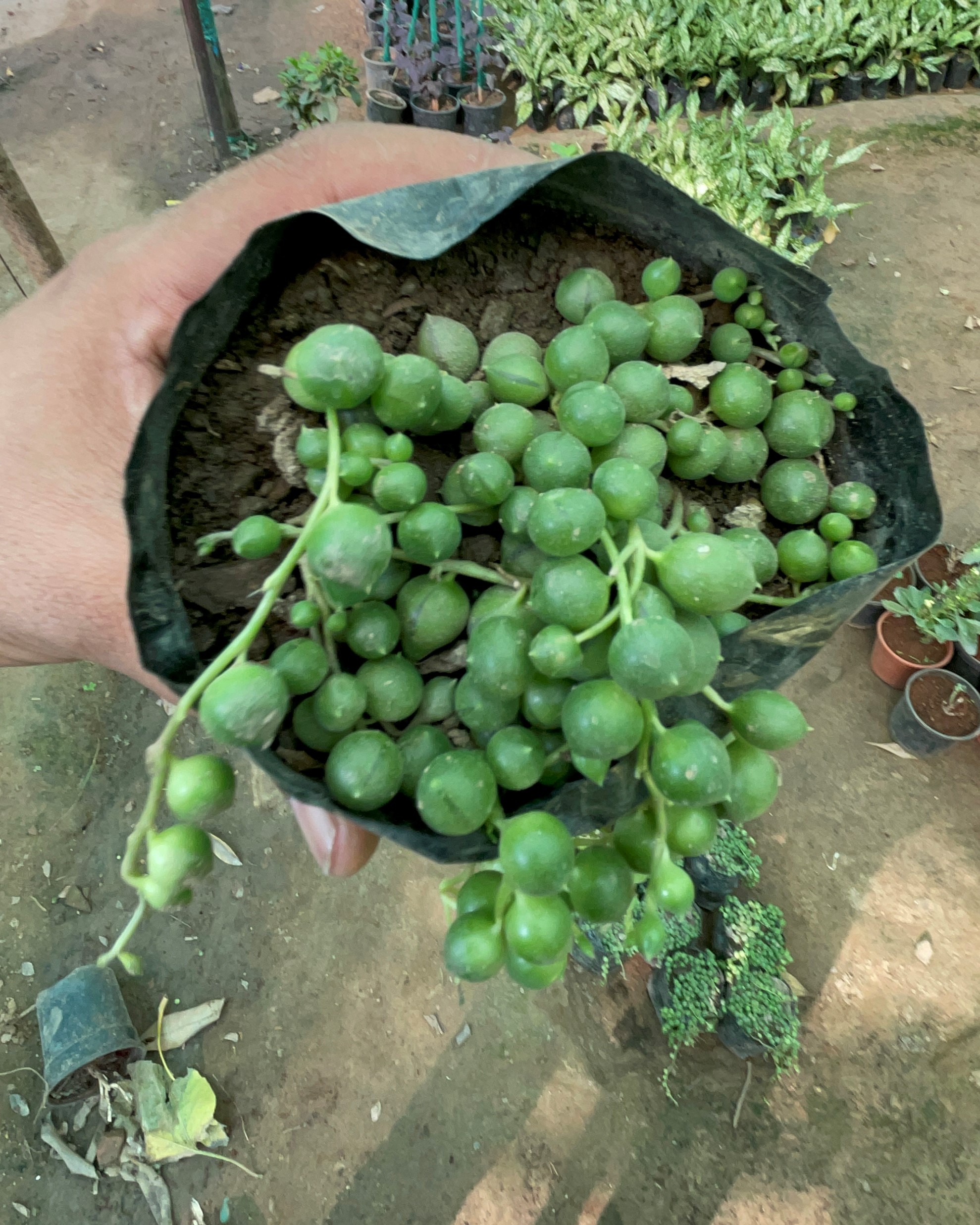 String of Pearls (Senecio rowleyanus)