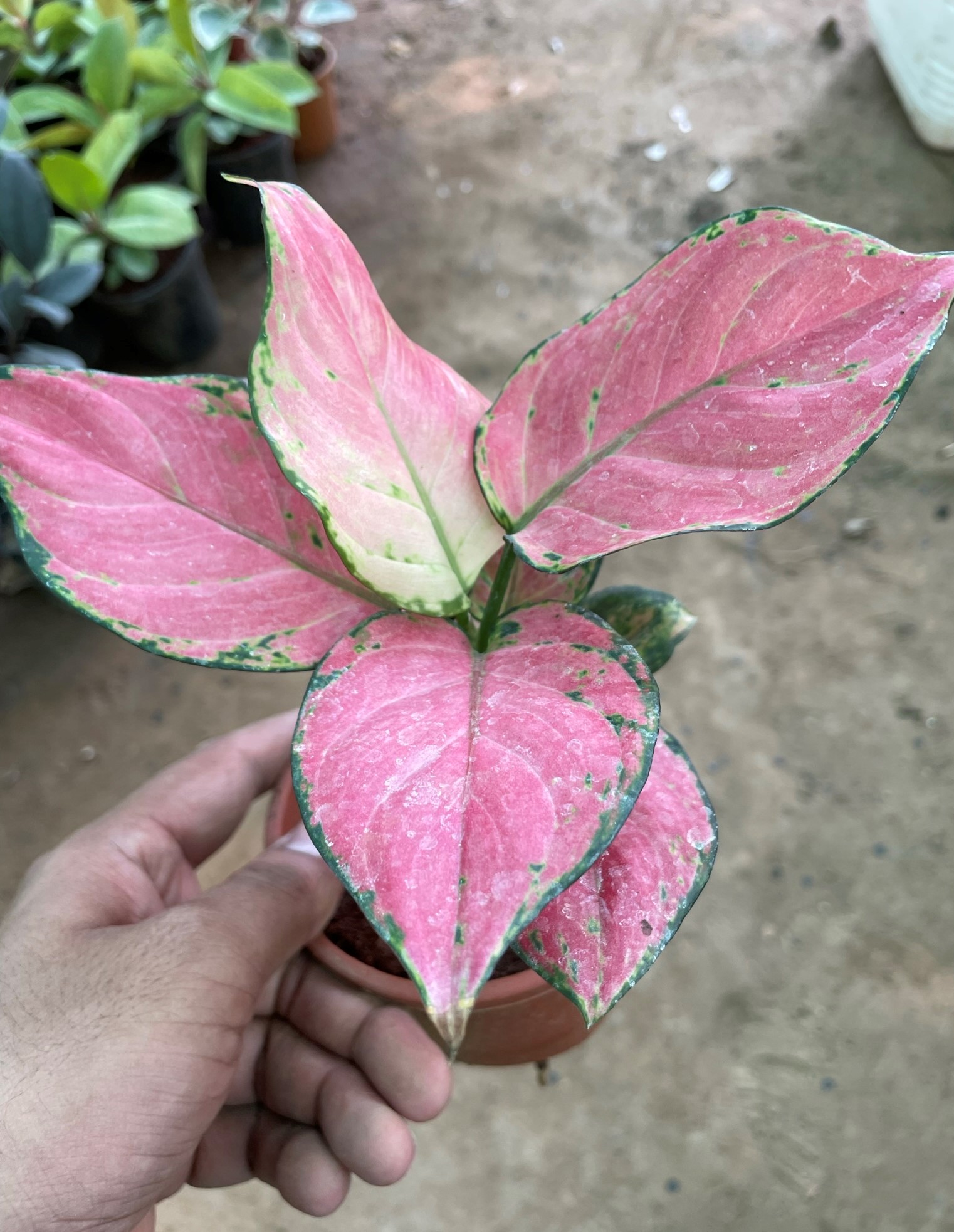Chinese Evergreen Pink & Red Aglaonema Plant Online