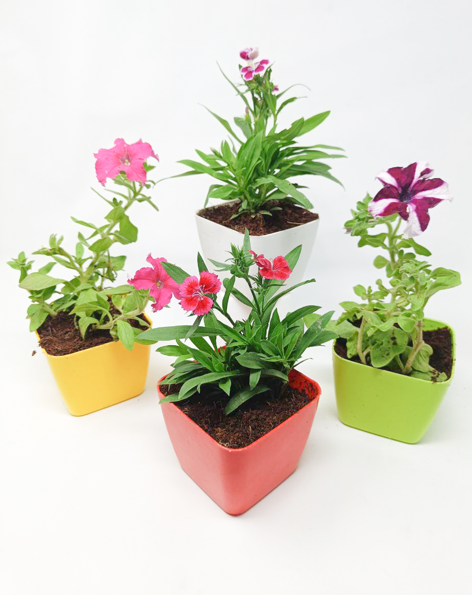 Online flowers and plants discount