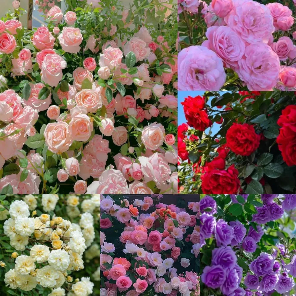 9 Types Of & Rare Color Climbing Rose Seeds + Plant Growth Supplement ...