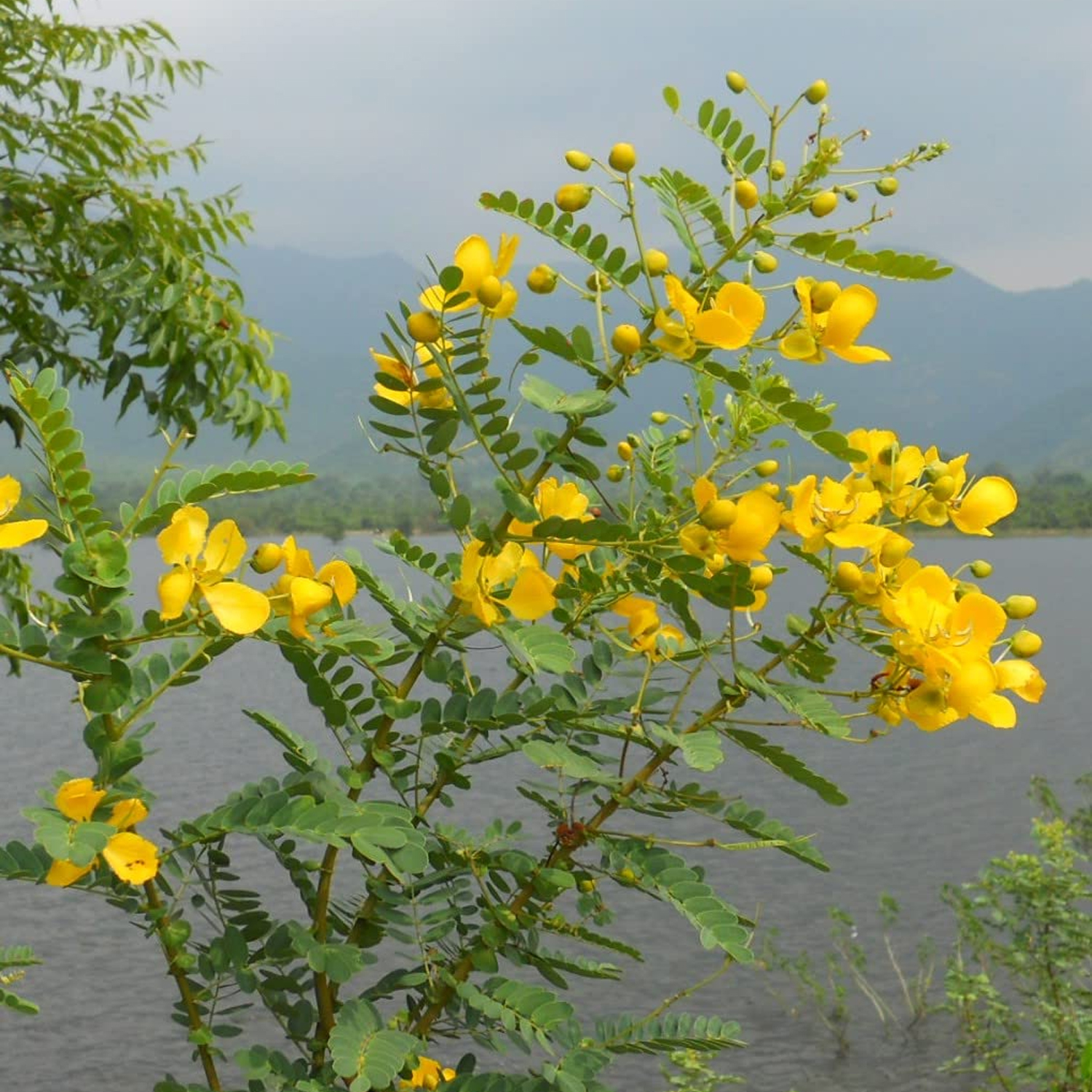 Polapoo Plant Aavaram Poo Plant (Senna Auriculata) WITH 6INCH POT - MyOwnGarden® Agri ...