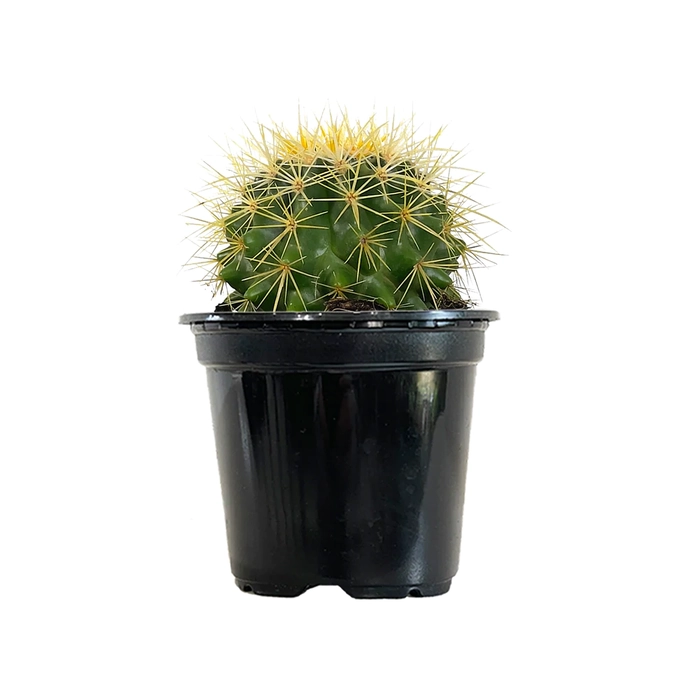 Barrel Cactus (Yellow) - Perfect Addition to Your Garden