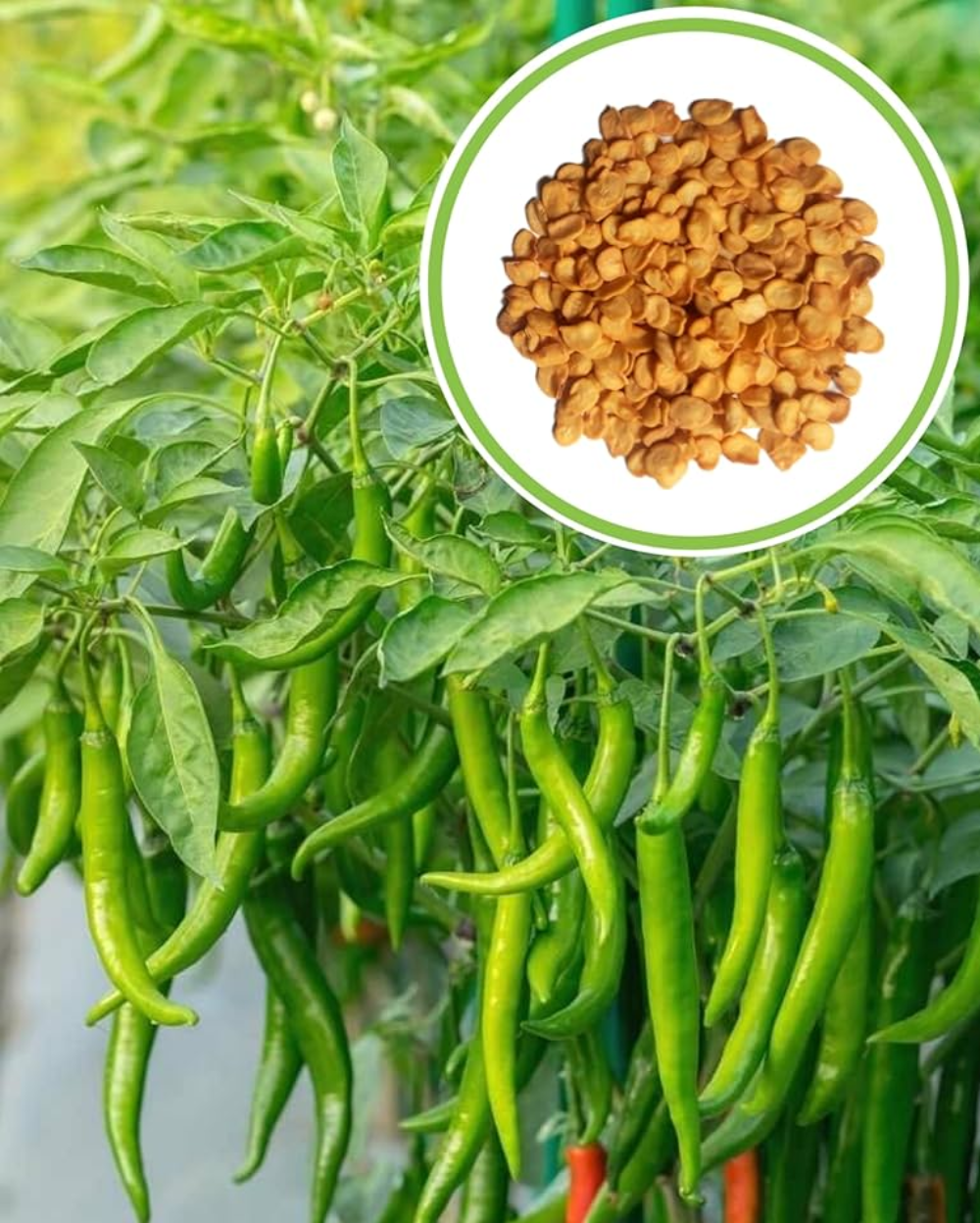 Hari Mirch Seeds (Green Chili) Online at...