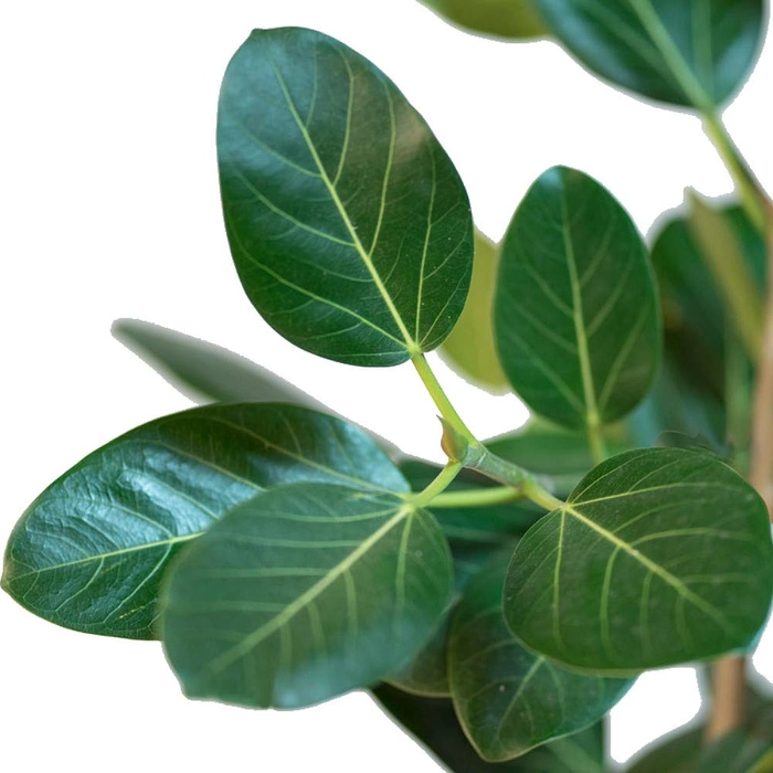 Good Luck Plants - Joginder Nursery