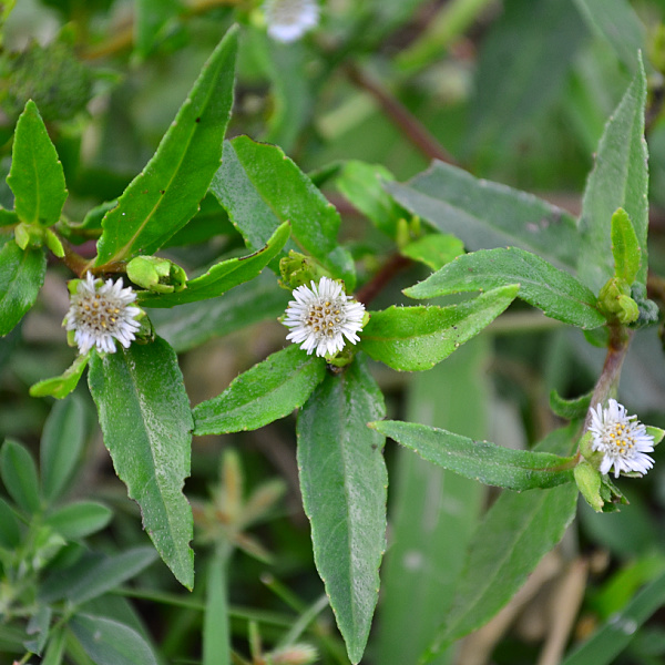Karikanni Insect Karisalankanni Plant - White | Authentic Indian Herb
