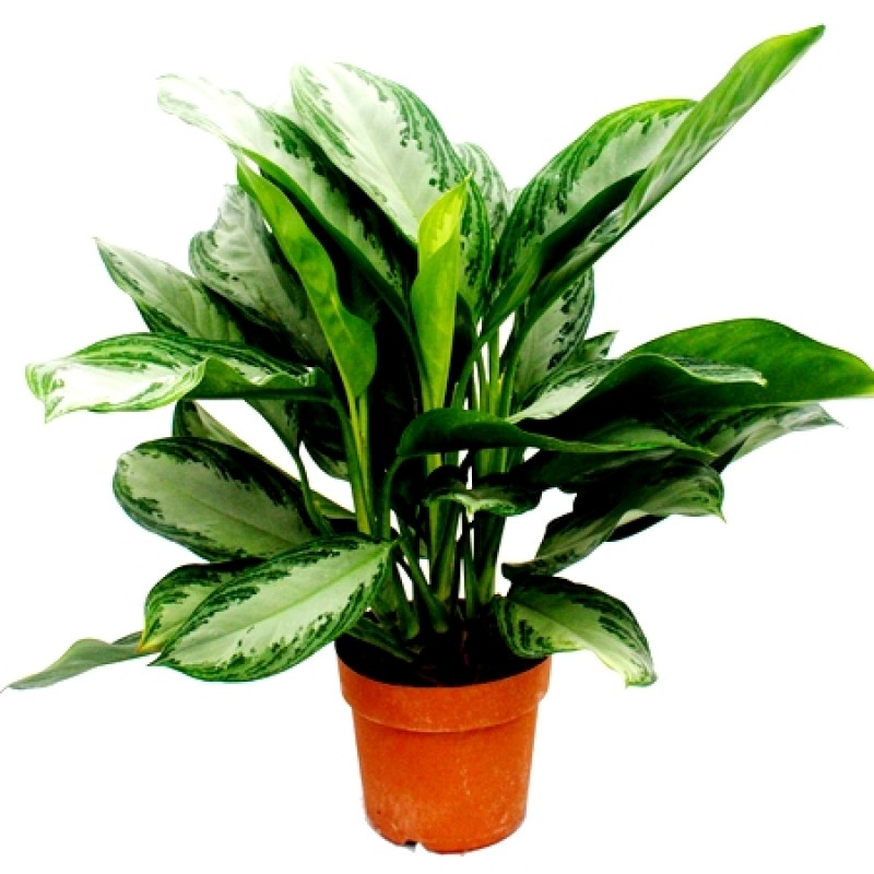 Aglaonema - Chinese Evergreen: Perfect Indoor Plant