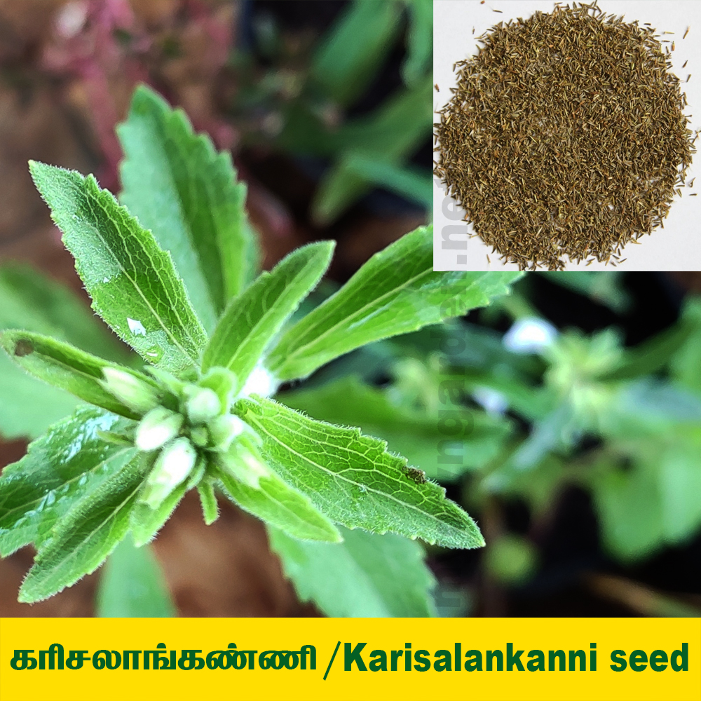 karisalankanni Seed ( கரிசலாங்கண்ணி விதை ) - MyOwnGarden®