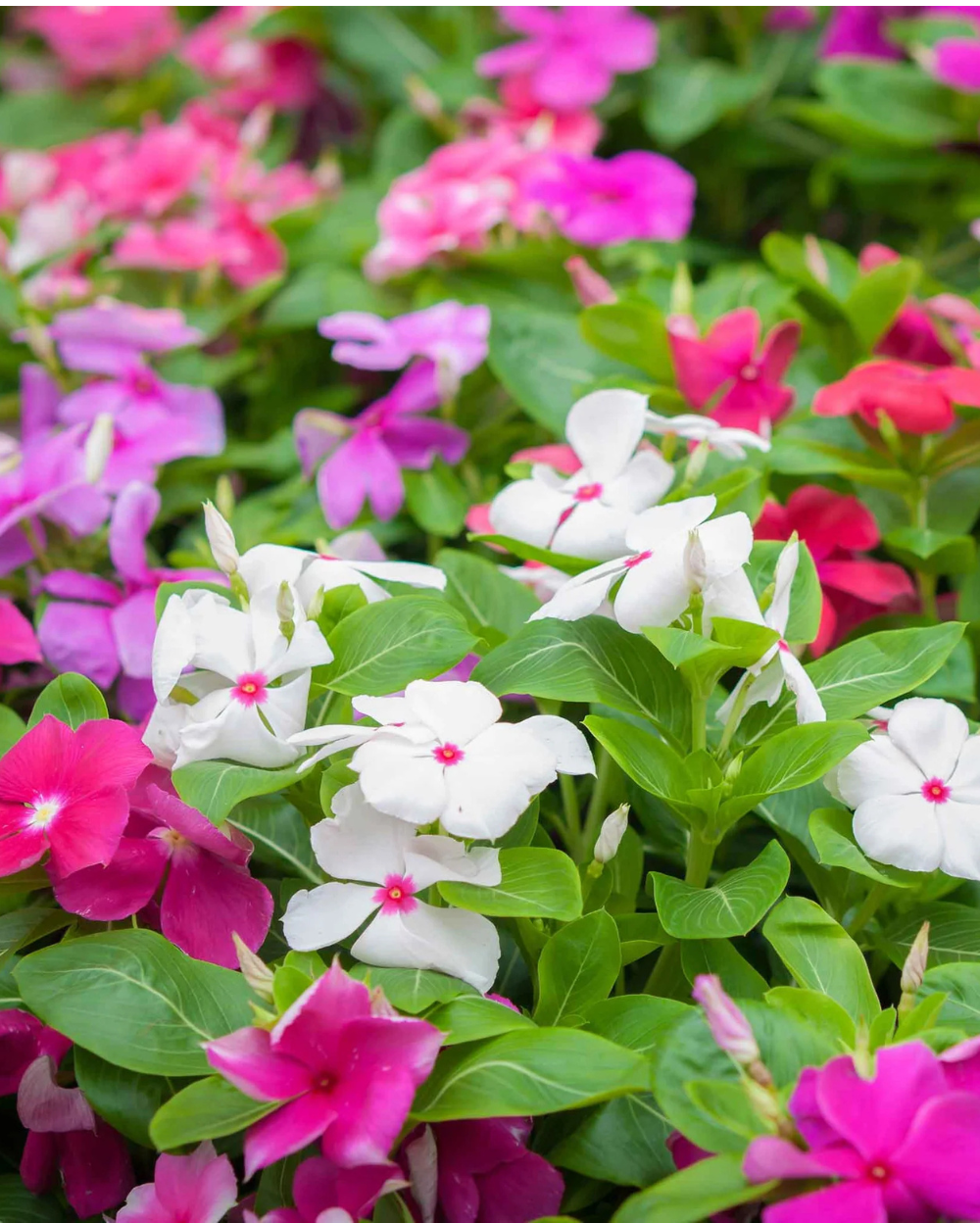 Periwinkle Plant, Sadabahar Flower Plant, सदाबहार का पौधा, Winter Flowering Plants