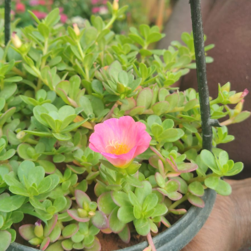Portulaca Plant Pink | Table Rose | 10 O'Clock Flower Live Plant Chennai