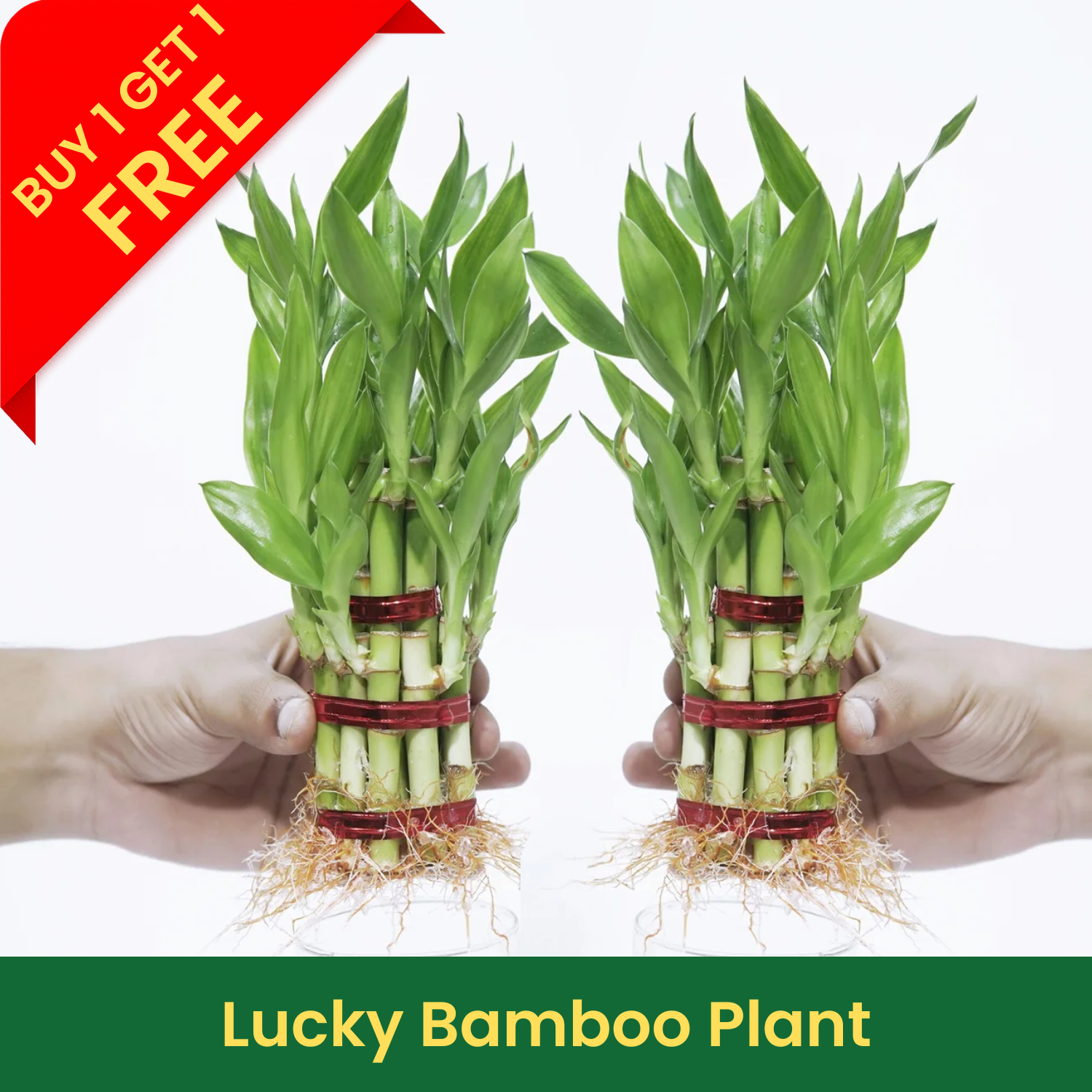 Buy 1 Get 1 Free | Lucky Bamboo 2-Layer Live Plant | MyOwnGarden