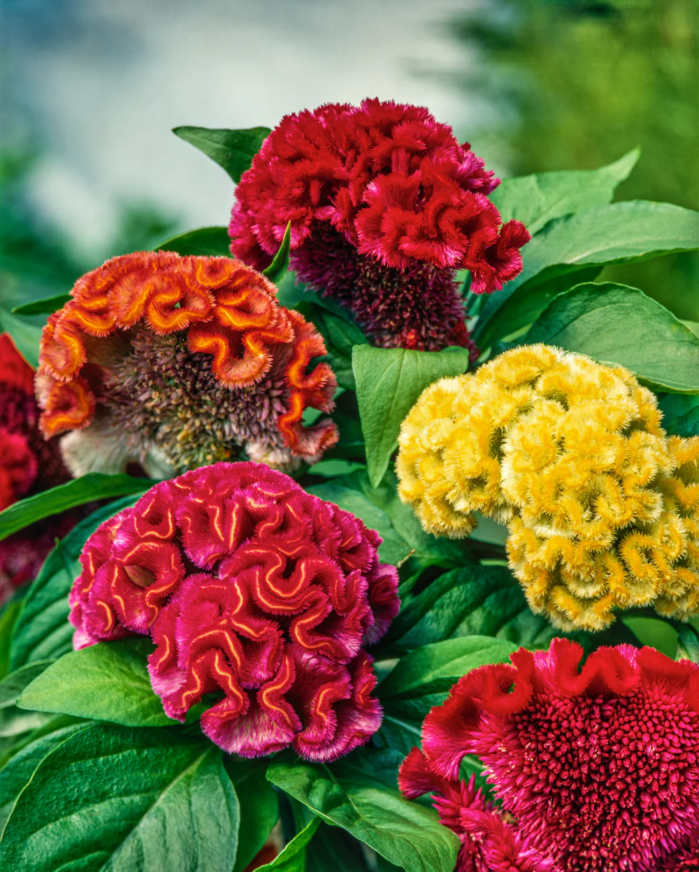 Cockscomb Plant, Cockscomb Flower Plants, कॉक्सकॉम्ब का पौधा, Winter ...