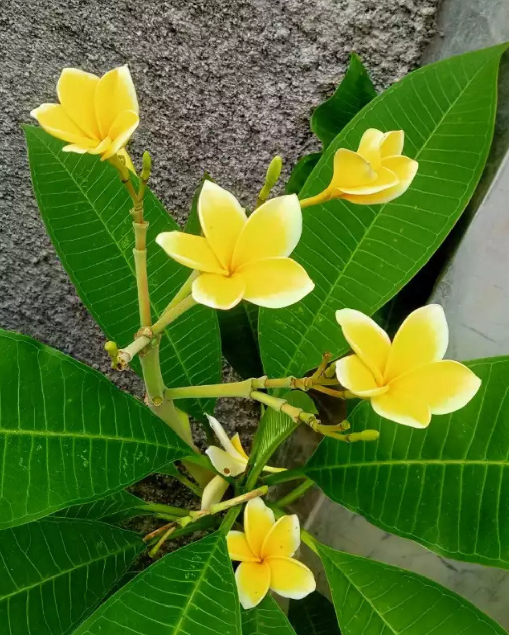 Yellow Champa Plant, Yellow Plumeria, Frangipani, पीला चंपा का पौधा ...