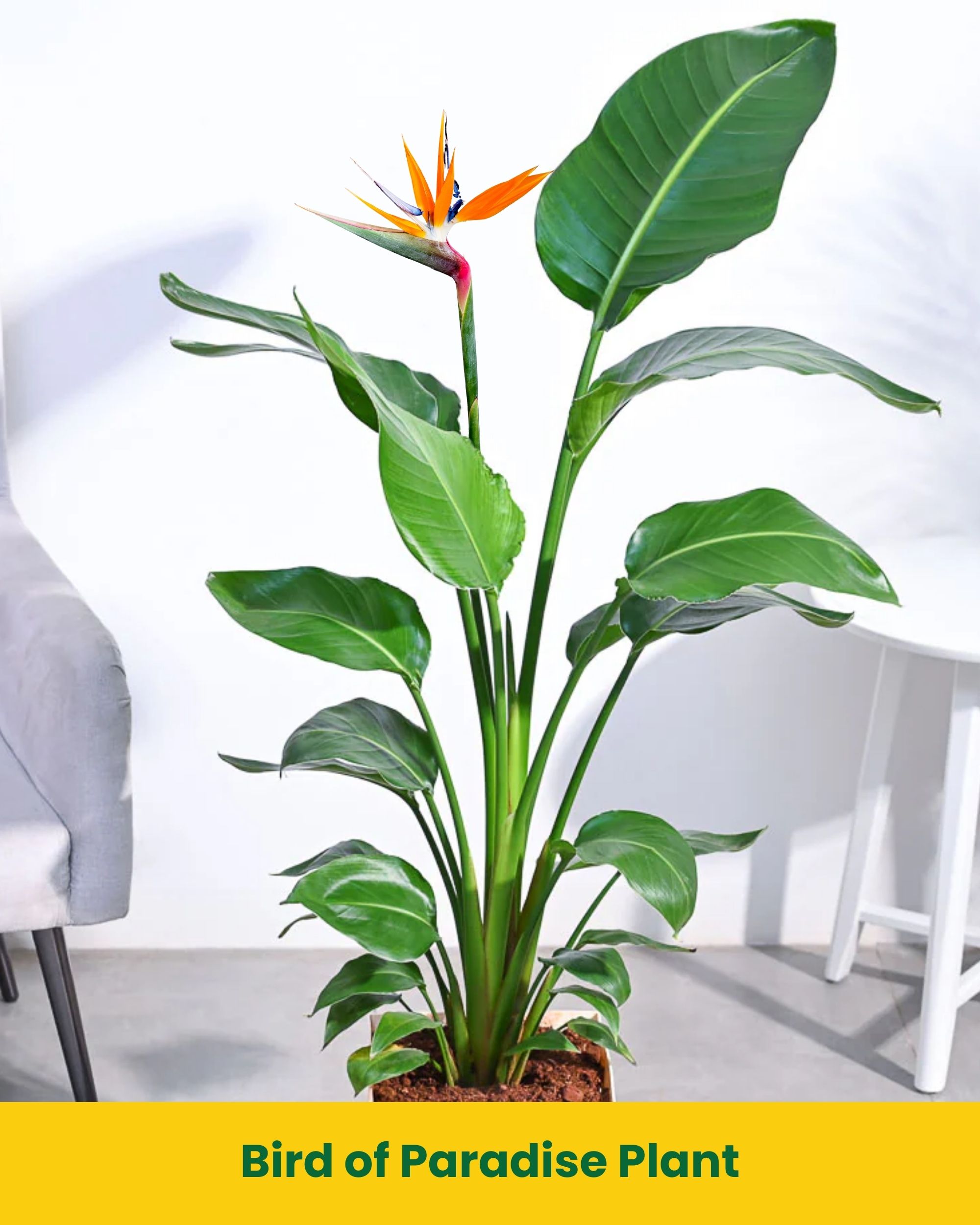 extra tall plant stand indoor Belleze 63" Indoor Plant Stand with Grow Lights